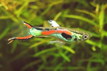 Majhne akvarijske ribe: pravila zadrževanja v majhnih akvarijih, izbor vrst
