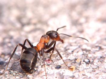 Kaj storiti z ant na mestu: kako ravnati z njimi