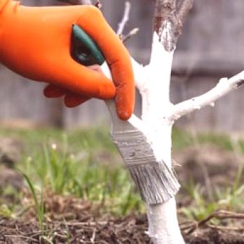 Spomladanska obdelava sadnih dreves in vrtnih grmov iz škodljivcev in bolezni: kaj storiti pri škropljenju v marcu (video, urnik)
