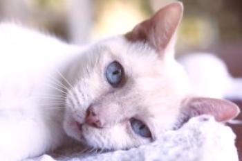 Dojk tumorjev pri mačkah, benigni ali maligni, so simptomi in zdravljenje bolezni, kot so žive živali?