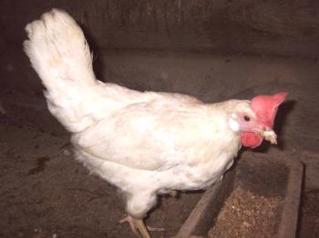 Značilnosti visokokakovostnih pasem piščancev z značilnostmi njihove vsebine