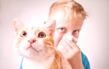 Alergia a los gatos: causas de aparición y síntomas, tratamiento.