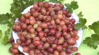 Каква полезна цариградско грозде или всичко за плодове