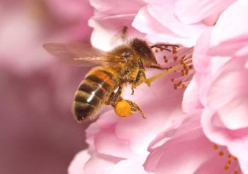 El papel de las abejas en la polinización de las plantas.