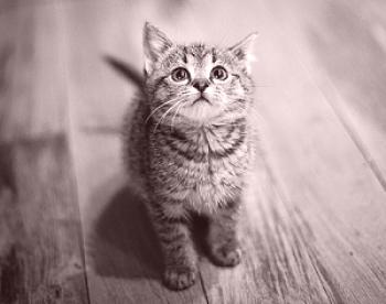 Cómo elegir un gatito: 5 preguntas obligatorias para el vendedor