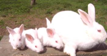 Raza gigante blanca de conejos: descripción, cría
