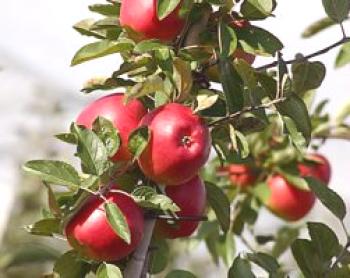 Fertilizante de manzana