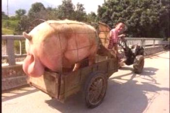 El cerdo más grande del mundo: foto y descripción.