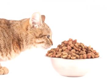 Almo narava za mačke: značilnosti in odzivi za hrano za hišne živali
