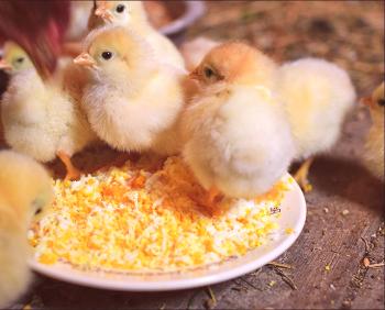Qué y cómo alimentar a los pollos en el hogar.