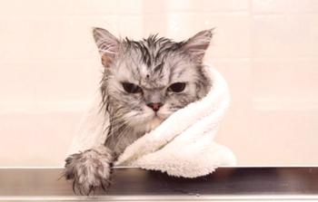 Šampon za mačke: glavne vrste, priljubljene znamke, pregledi