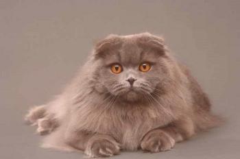 Highland Fold: foto del gato, precio, descripción de la raza, personaje, video, guardería