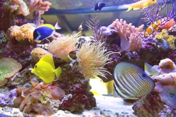 Vrste akvarijev po klasifikaciji njihove uporabe