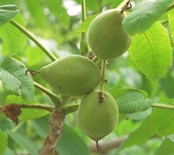 Cultivo de nueces de Manchuria y cultivo de variedades de sus enfermedades y fertilizantes, reproducción y fotos.