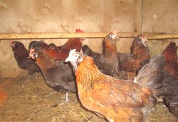 Características de la raza de gallina de oreja ucraniana y características de su contenido.