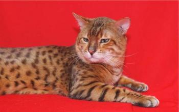 Gato de Bengala: foto, descripción de la raza, personaje, video, precio