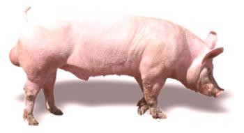 ¿Qué razas de cerdos crían en Udmurtia?
