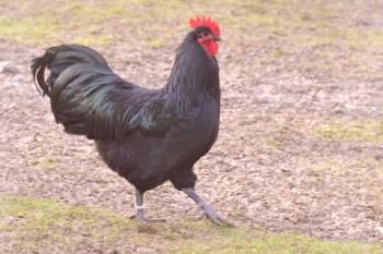 Порода пилета Austrlorp: описание, снимка