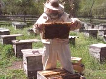Čebelarstvo z lastnimi rokami za začetnike video vadnic, vaje