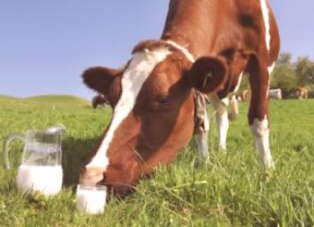 Kravje mleko: žal in koristno