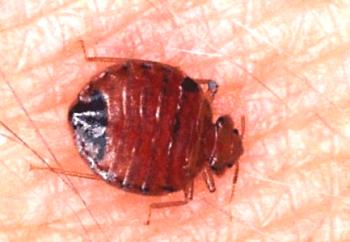 Kako odstraniti bedbugs iz stanovanja sami?