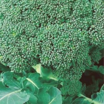 Sorte in hibridi brokolija iz zelja.