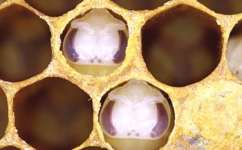 Larvas de abejas: etapa de desarrollo para un adulto