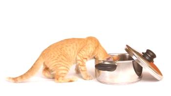 Forraje para gatos Acana (Acana) - opiniones y consejos de veterinarios
