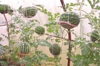 Kako ohraniti lubenico na novo leto doma