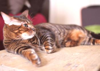 Toiger mačke: fotografija, video, pasma, značaj, opis