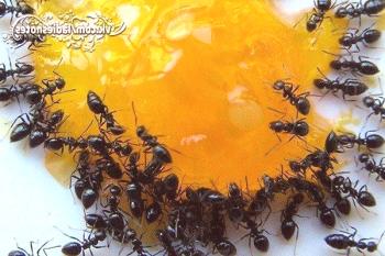 Katera so učinkovita sredstva za hišne mravlje?