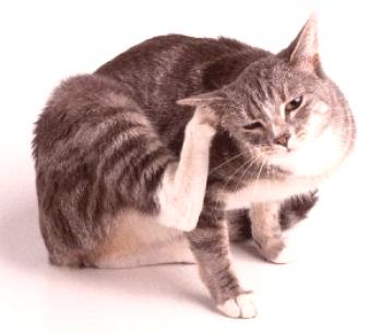 ¿Cómo llevar las pulgas a una gata preñada? ¿Qué hacer y cómo manejar una belleza esponjosa?