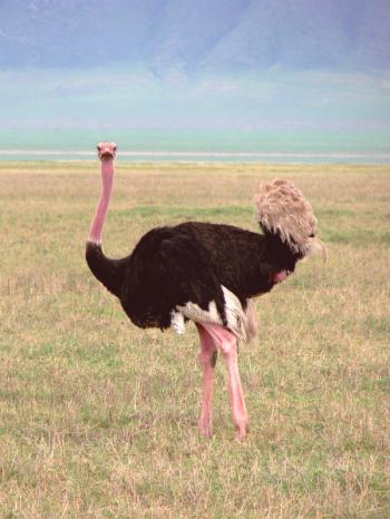 ¿Cuál es la velocidad de correr un avestruz en caso de peligro y en la vida cotidiana?