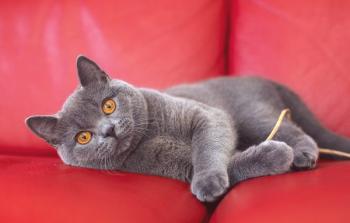 Kratkorodne mačke: seznam pasem z opisom in fotografijami