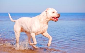 Argentinski pes (fotografija): čeden, pogumen lovec in branilec