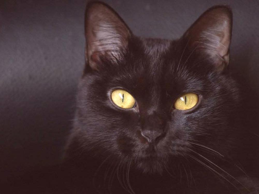 černá stará kočička videa