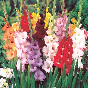 Gladiolus: sajenje, rast in skrb.Sorte in vrste gladiolusov, zatiranje škodljivcev in pristanek na odprtem terenu + fotografije in video posnetki