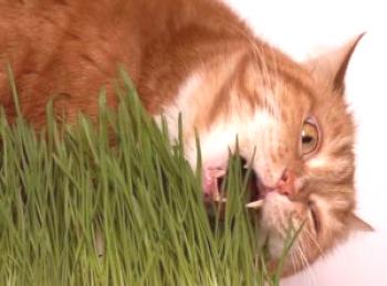 Признаци на авитаминоза при котки и методи за отстраняване от него