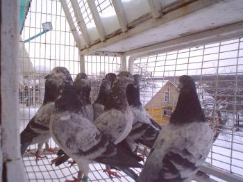 Revisión de las razas más bellas y populares de palomas domésticas, fotos y vídeos