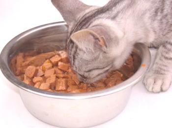 Hrana za mačke Brit: Pregledi in priporočila veterinarjev