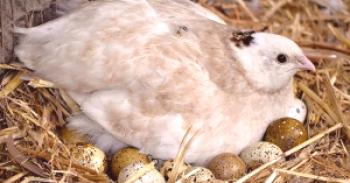 Inkubacija jajčec prepelic - fotografije in videi