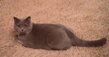 Британска котка: снимка, цена, описание на породата, характер, видео, детска стая