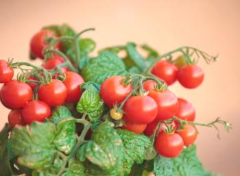 Cherry paradižnik: gojenje in nega