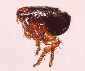 Cómo traer pulgas de tierra desde casa o apartamento.