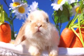 Conejo doméstico: fotos, cuidados, opiniones.