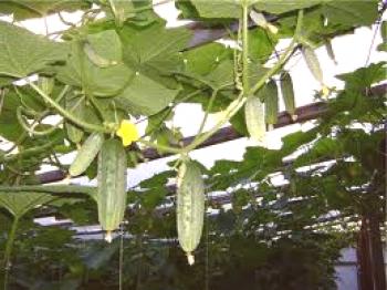 Riego y fertilización de pepinos en invernadero.