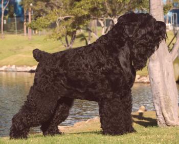 Russian Black Terrier: descripción de la raza, foto, video, personaje