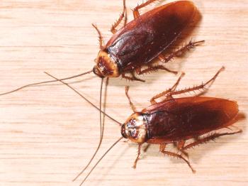 Защо хлебарки се страхуват от апартамента