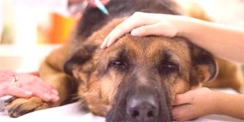 Encefalitis del ácaro en un perro: síntomas, signos y sus acciones al morder