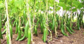 Partenokkarpske sorte kumaric za rastlinjak ultra hitro
